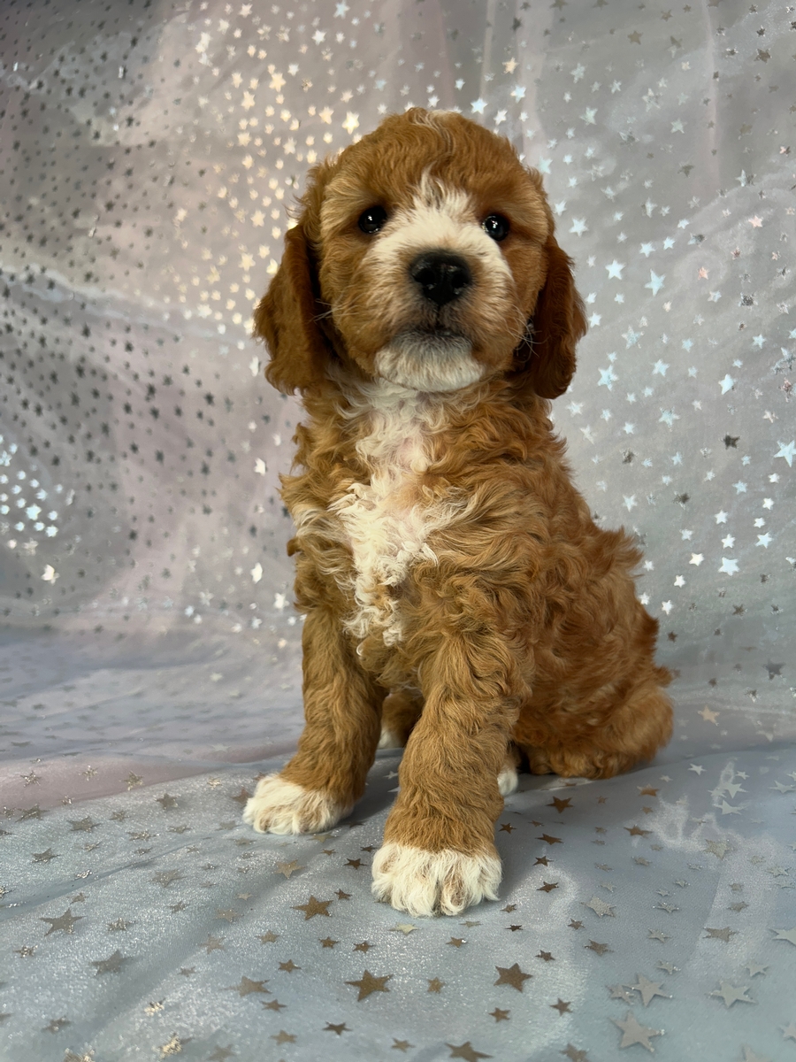 Male Cockapoo Puppy for Sale, DOB 10-3-2025, $950